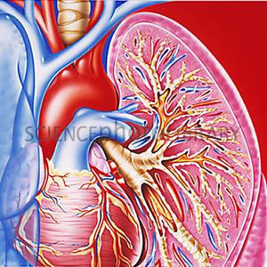  Bronchitis Throughout Pregnancy