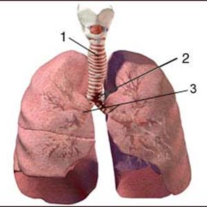 How To Cure Brochitis - Bronchitis Problems As Well As Home Cures For Chronic Obstructive