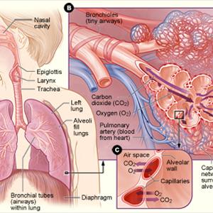 Yellow Flem - Symptoms Of Bronchitis And Its Particular Causes