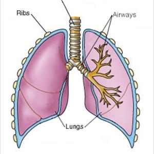  Bronchitis Home Cures Which Are Simple And Effective