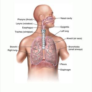  The Romantic Relationship Between Bronchial Asthma Bronchitis And Acid Reflux